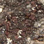 Euopsis pulvinata