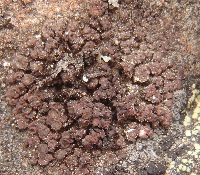 Euopsis pulvinata