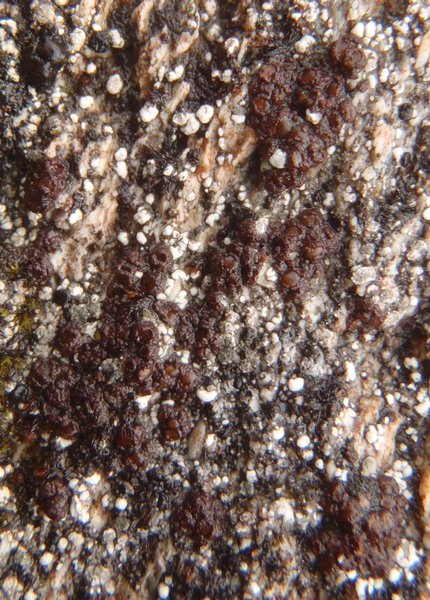 Euopsis pulvinata