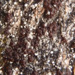 Euopsis pulvinata