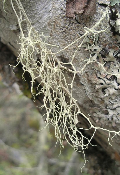 Evernia divaricata