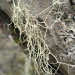 Evernia divaricata