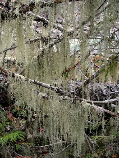 Evernia divaricata