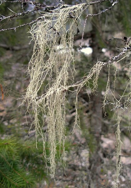 Evernia divaricata