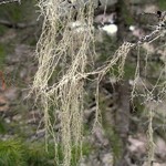 Evernia divaricata