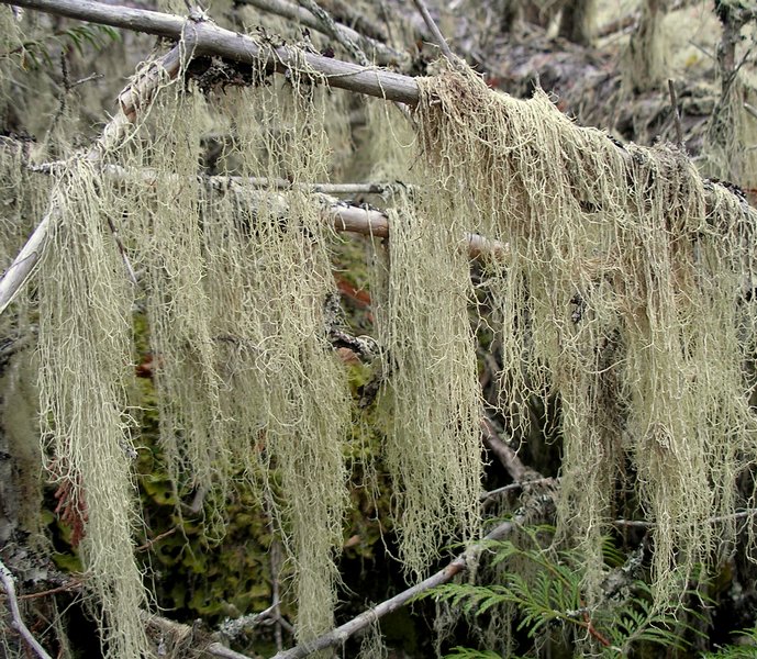 Evernia divaricata