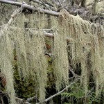 Evernia divaricata