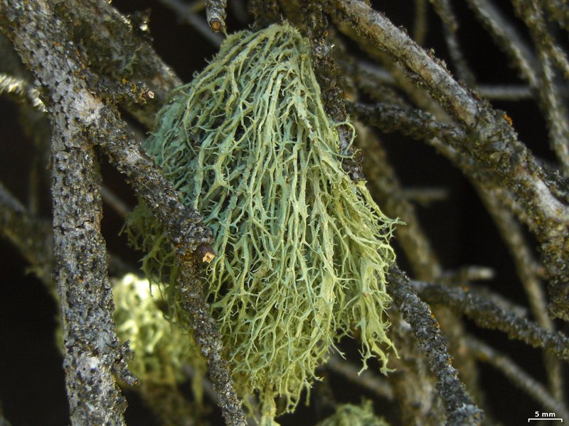 Evernia divaricata