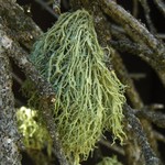 Evernia divaricata