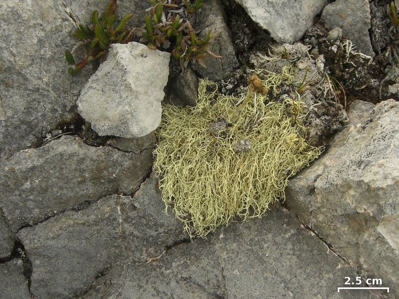 Evernia divaricata