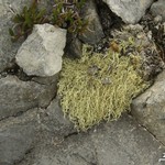 Evernia divaricata