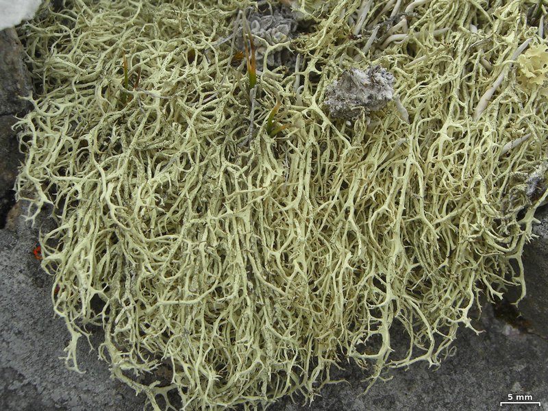 Evernia divaricata