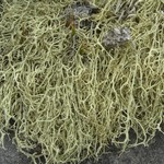 Evernia divaricata