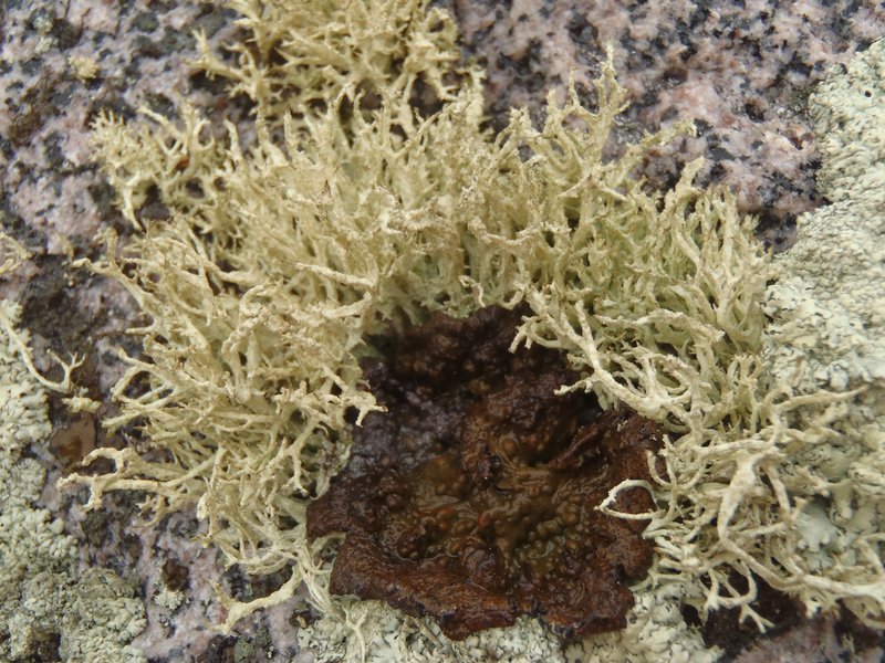 Evernia mesomorpha