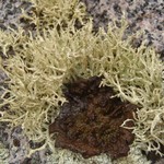 Evernia mesomorpha