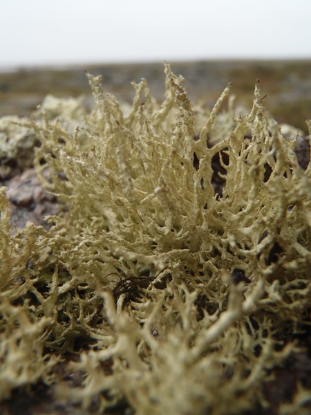 Evernia mesomorpha