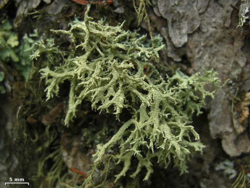Evernia mesomorpha