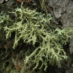 Evernia mesomorpha