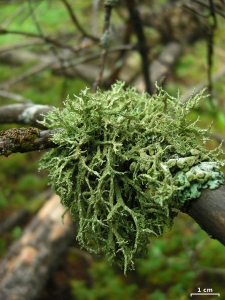 Evernia mesomorpha