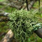 Evernia mesomorpha