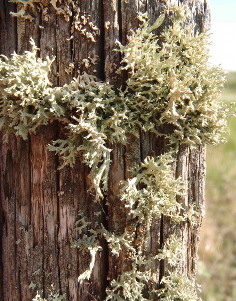 Evernia mesomorpha