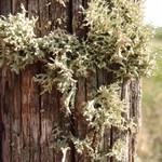 Evernia mesomorpha