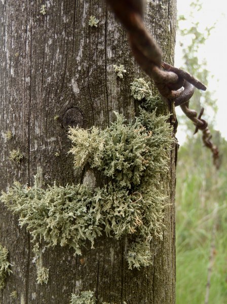 Evernia mesomorpha