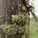 Evernia mesomorpha