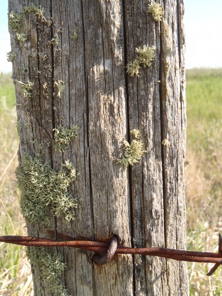 Evernia mesomorpha