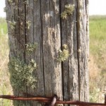Evernia mesomorpha