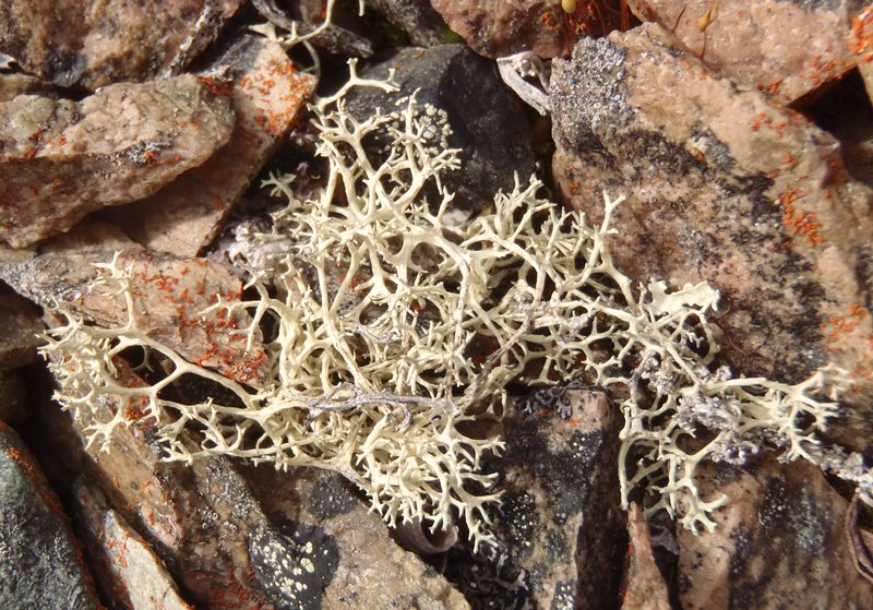 Evernia perfragilis