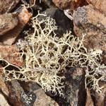 Evernia perfragilis