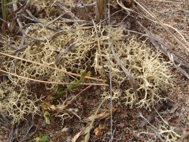 Evernia perfragilis