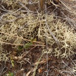Evernia perfragilis