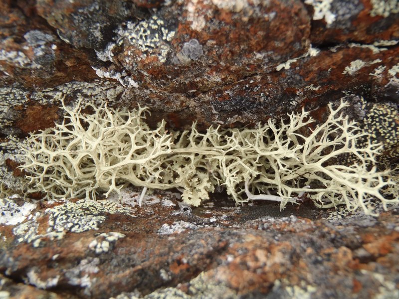 Evernia perfragilis