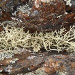 Evernia perfragilis