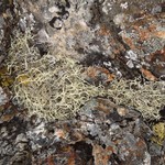 Evernia perfragilis