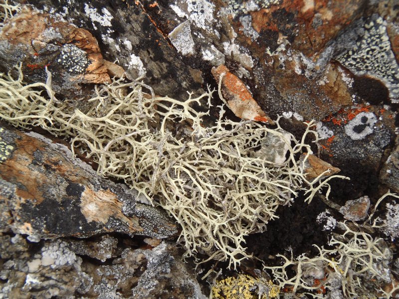 Evernia perfragilis