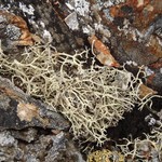 Evernia perfragilis