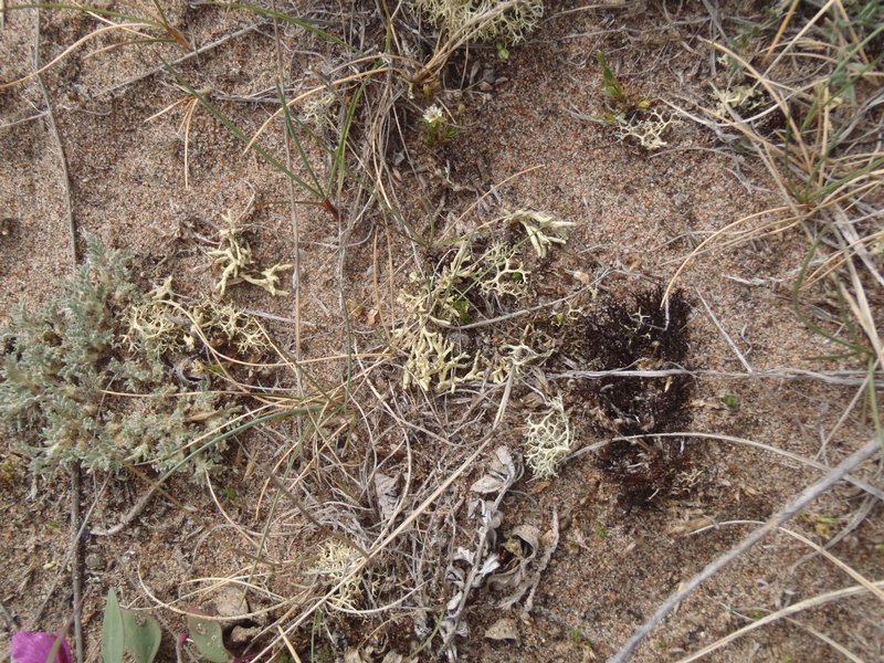 Evernia perfragilis