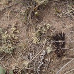 Evernia perfragilis