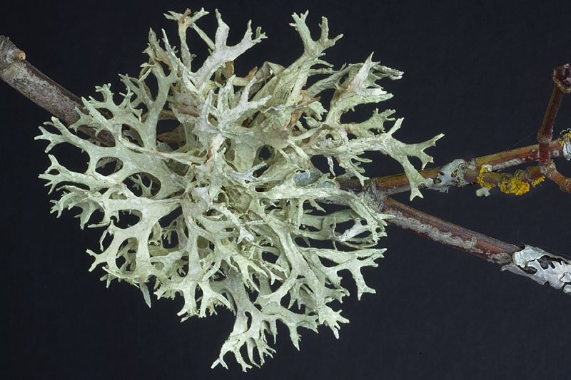 Evernia prunastri