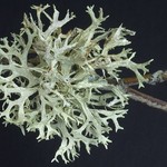 Evernia prunastri