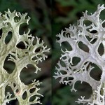 Evernia prunastri
