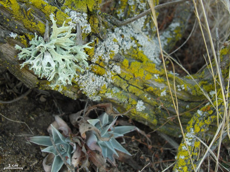 Evernia prunastri