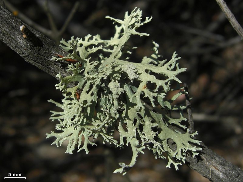 Evernia prunastri