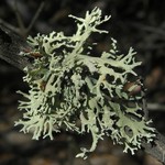 Evernia prunastri