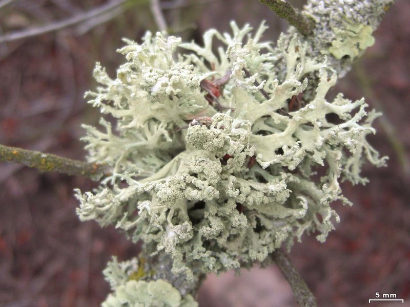 Evernia prunastri