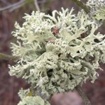 Evernia prunastri