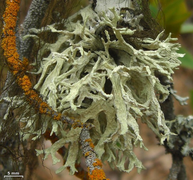 Evernia prunastri